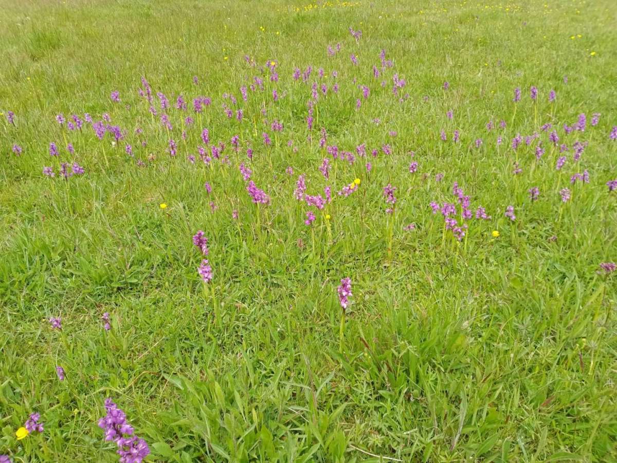Many purple orchids on Monkwood Green Common